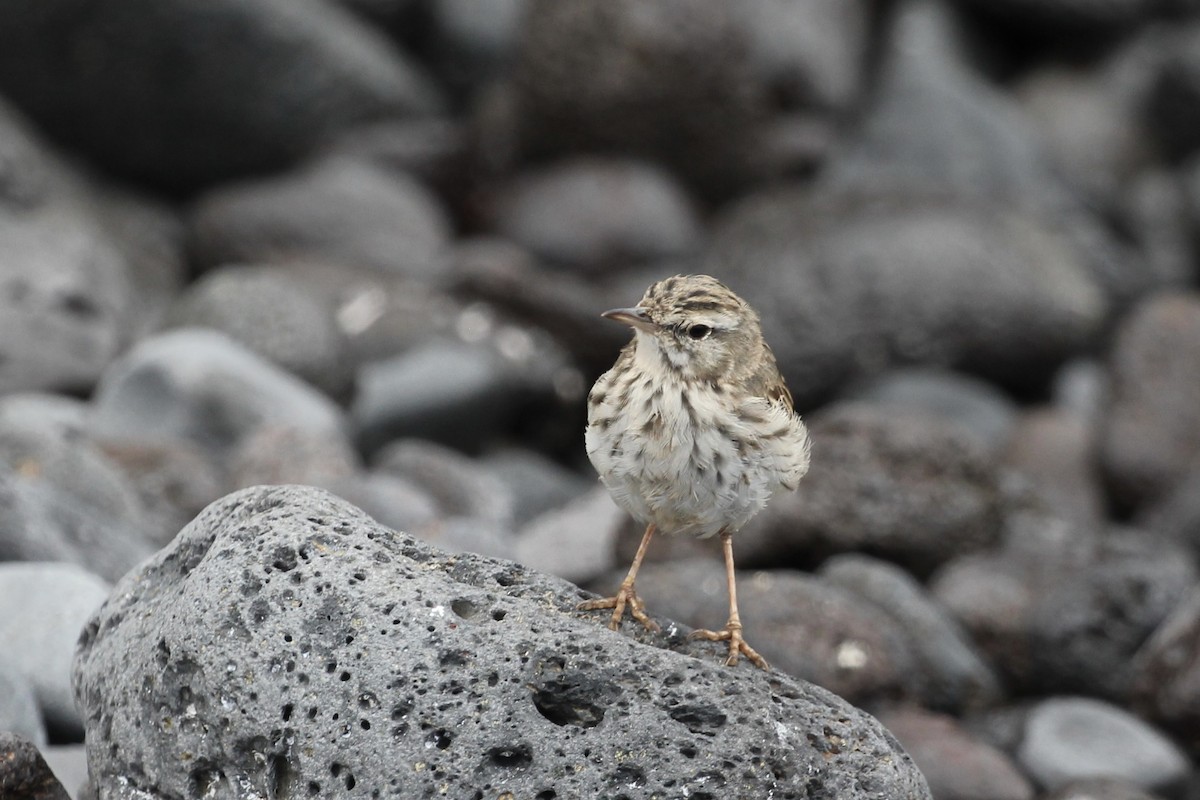 linduška kanárská - ML646417755