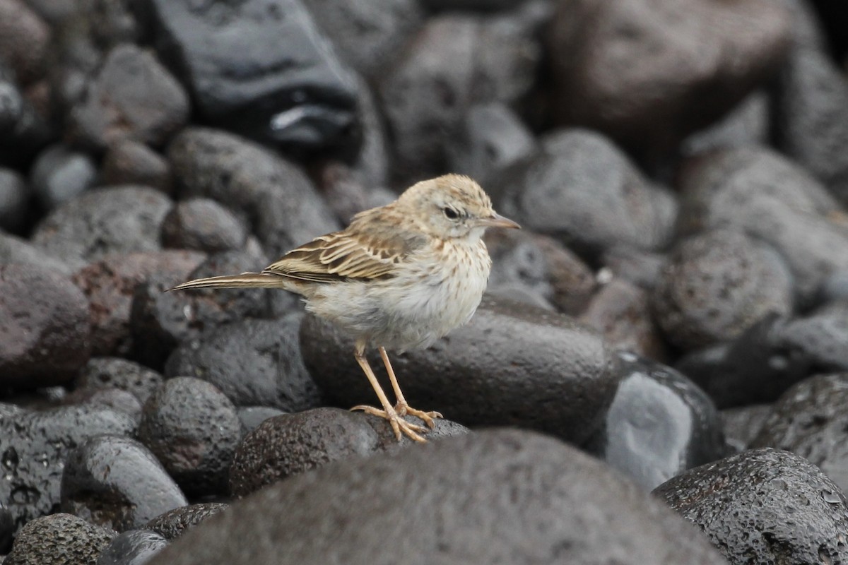 linduška kanárská - ML646417756