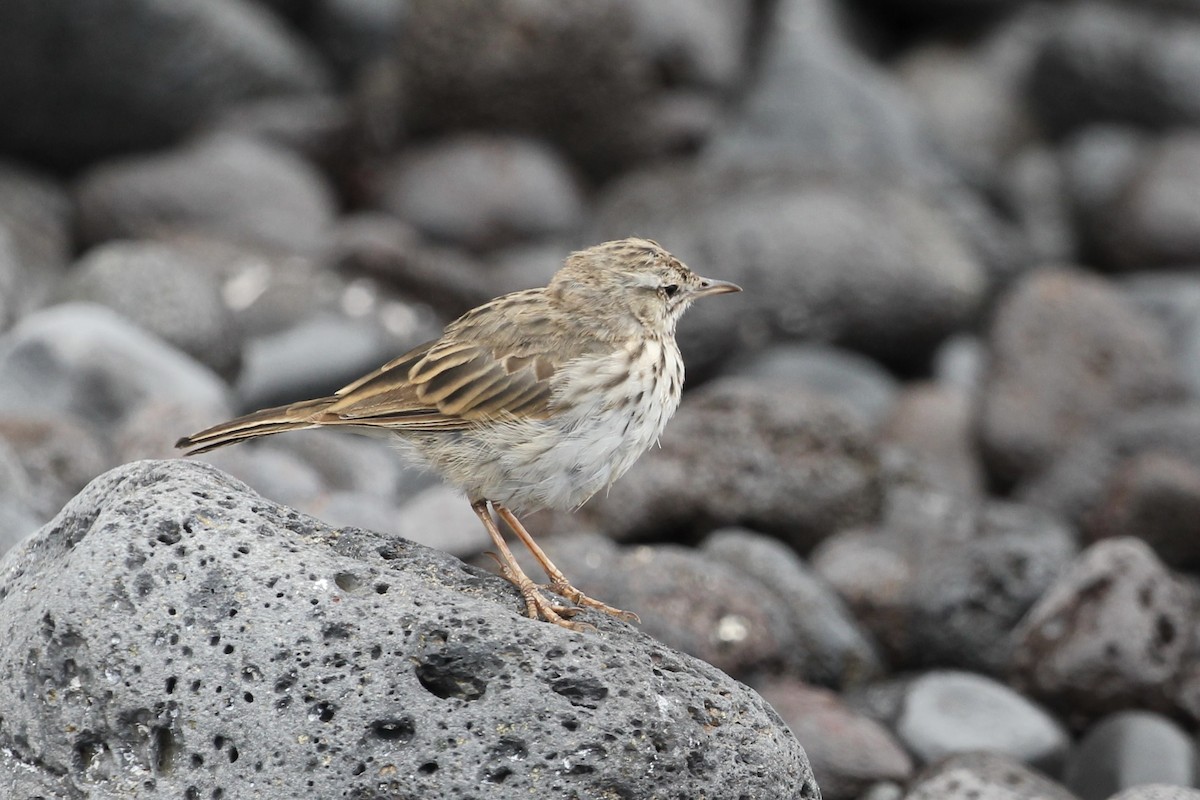 linduška kanárská - ML646417757