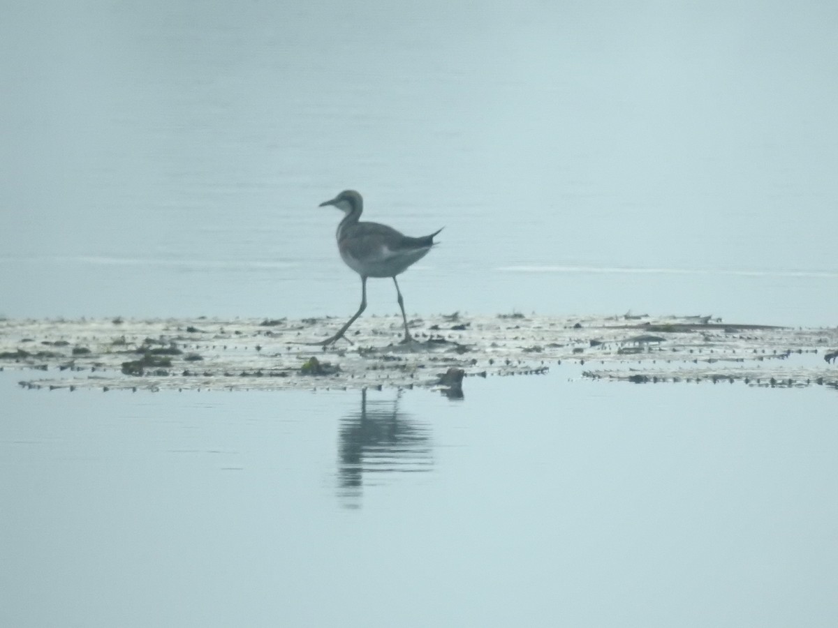 Фазанохвостая якана - ML646417758