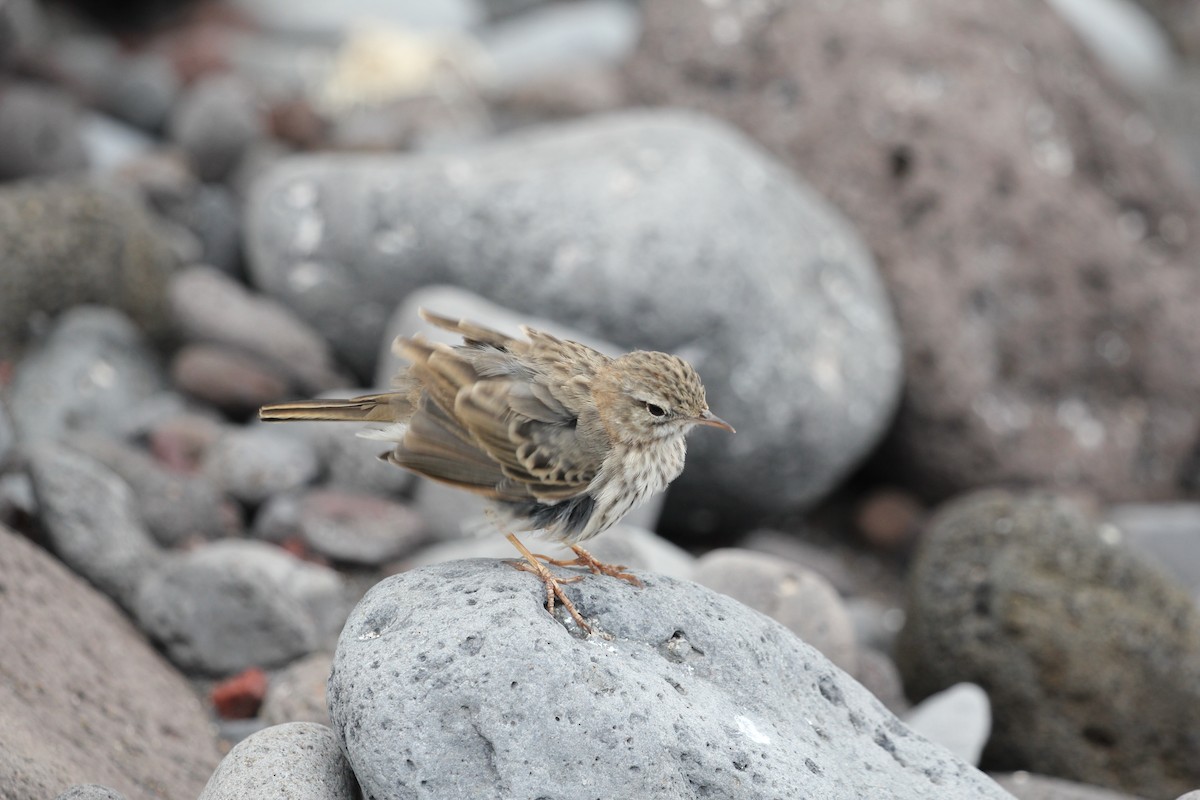 linduška kanárská - ML646417759