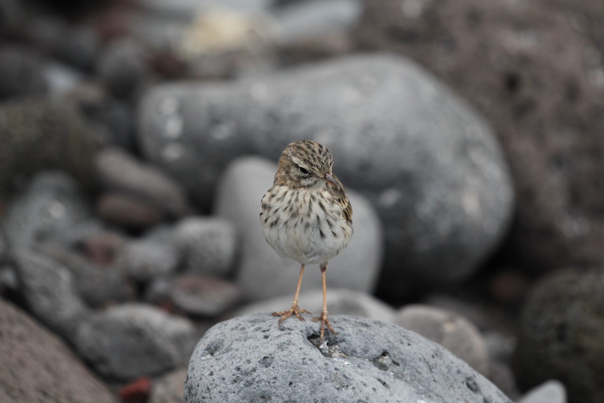 linduška kanárská - ML646417760