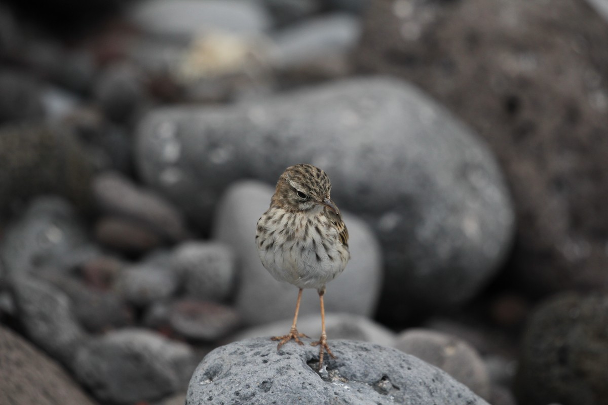 linduška kanárská - ML646417761