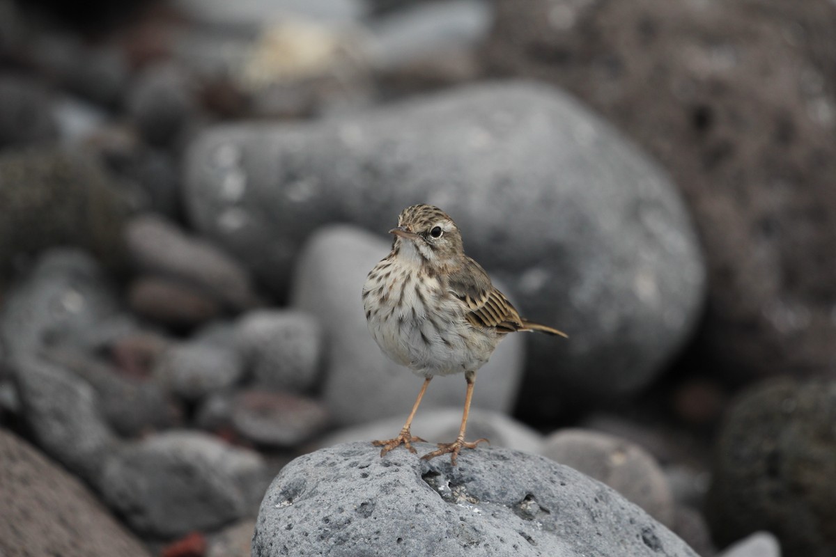 linduška kanárská - ML646417762