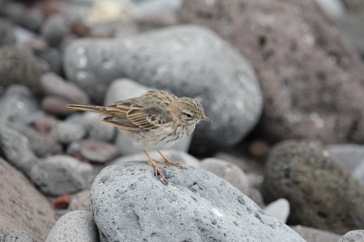 linduška kanárská - ML646417763