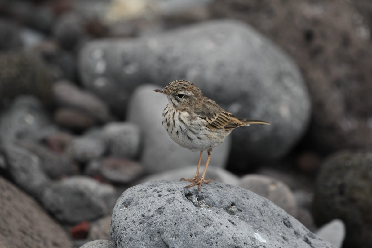 linduška kanárská - ML646417764