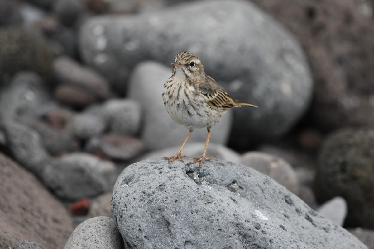 linduška kanárská - ML646417765