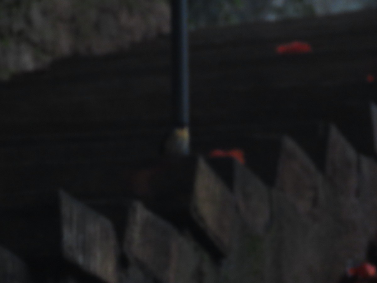 Tickell's Blue Flycatcher - ML646417770