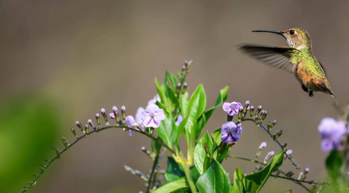 Allen's Hummingbird - ML646417772