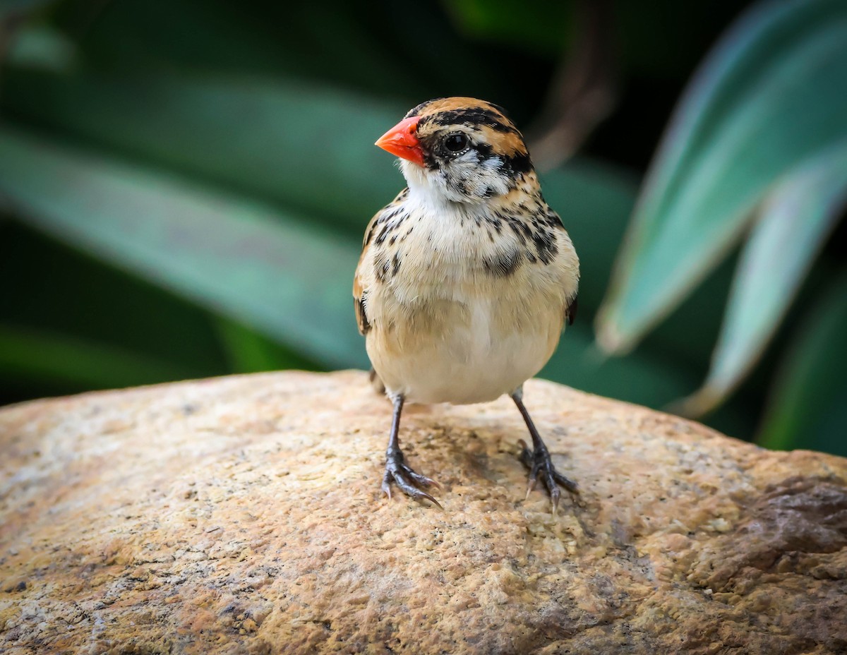 針尾維達雀 - ML646417777
