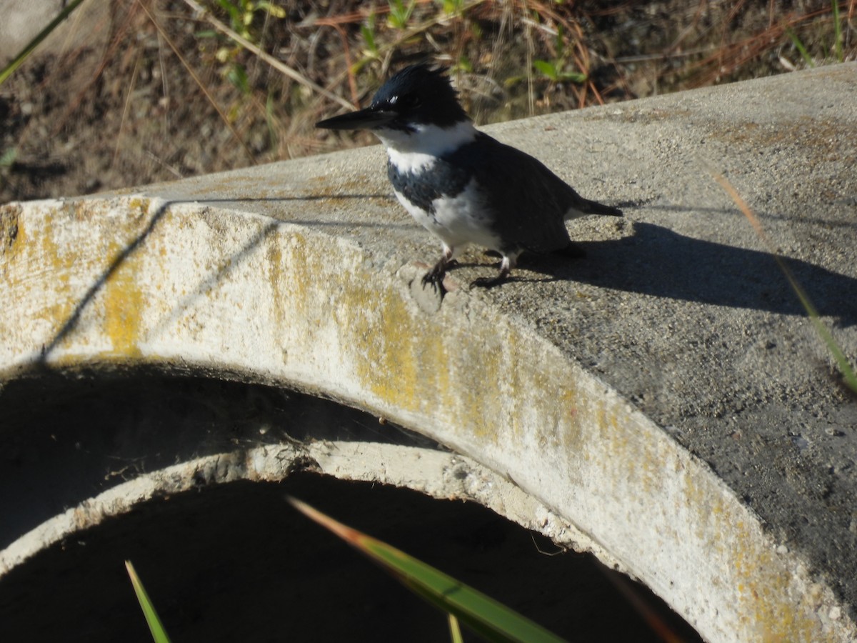 Belted Kingfisher - ML646417778