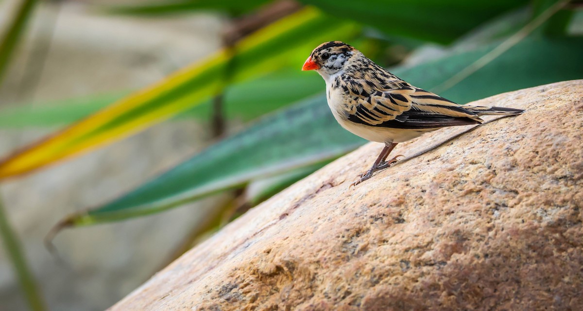 針尾維達雀 - ML646417779