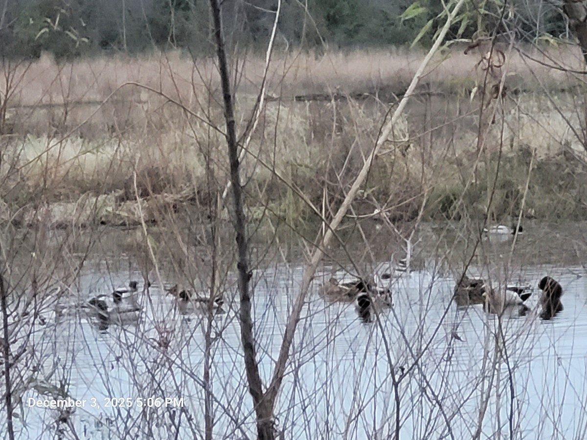 Mallard - ML646417781