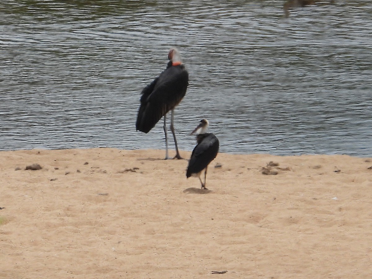 čáp černočelý - ML646417783