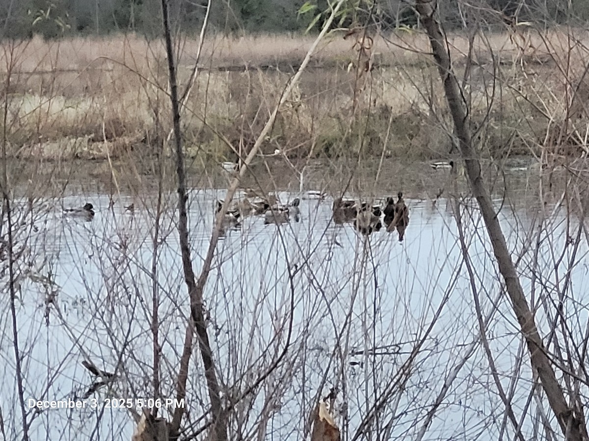 Mallard - ML646417785