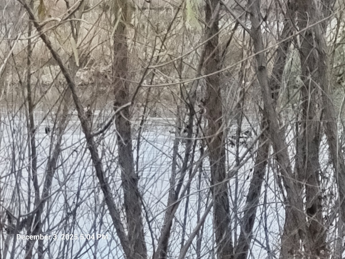 Mallard - ML646417786