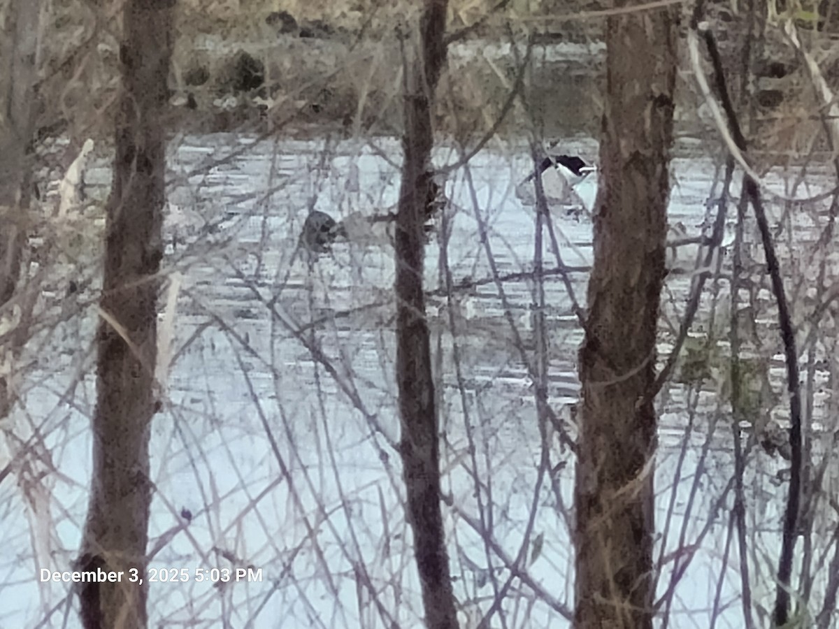 Mallard - ML646417789