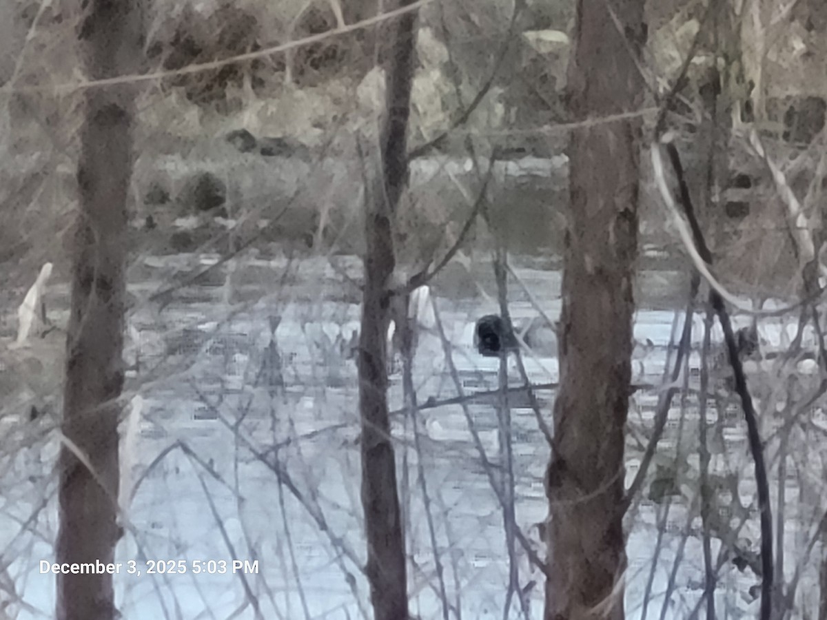 Mallard - ML646417790