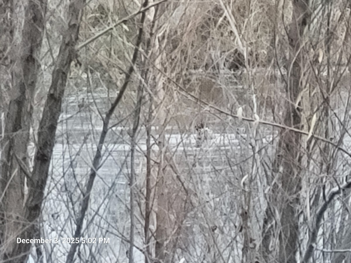 Mallard - ML646417791