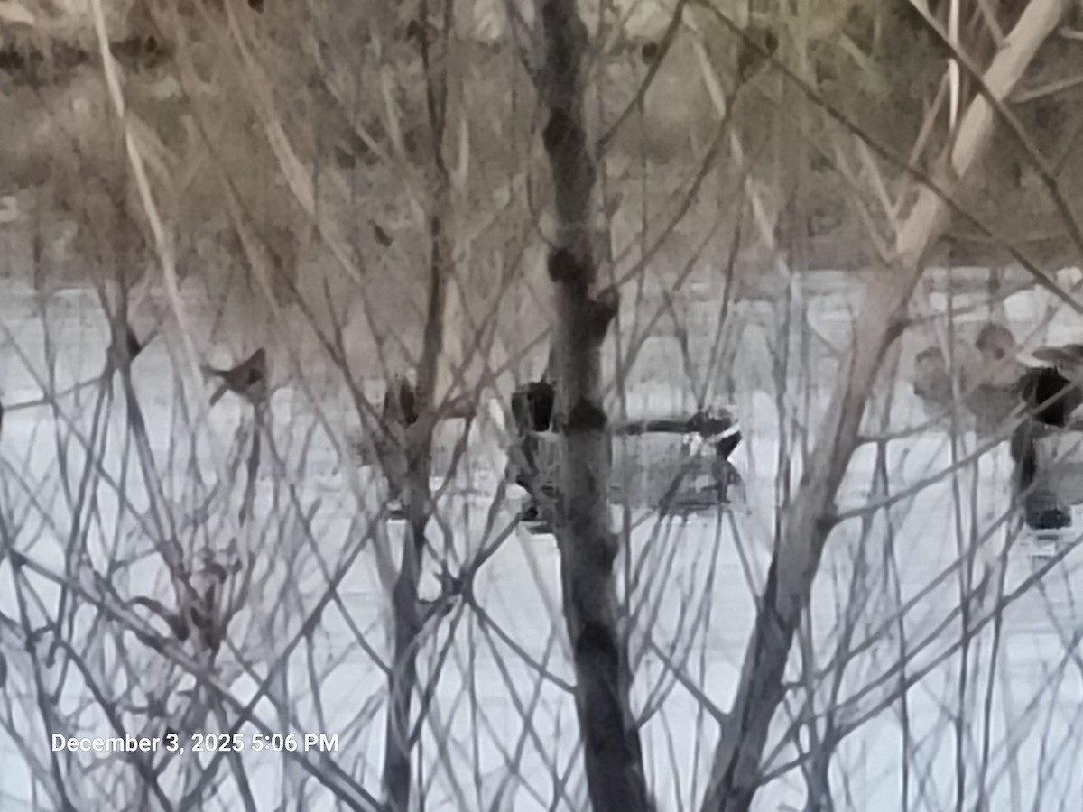 Mallard - ML646417792