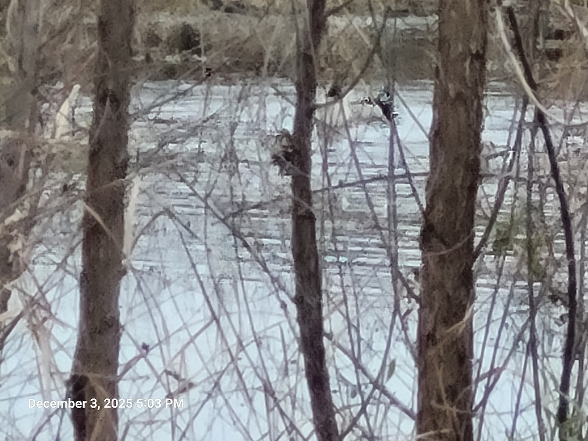 Mallard - ML646417793