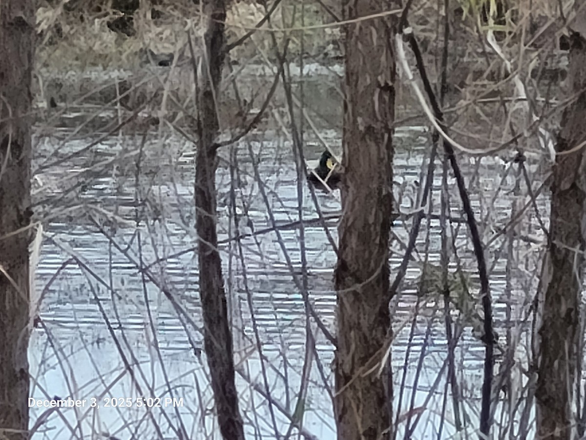 Mallard - ML646417794