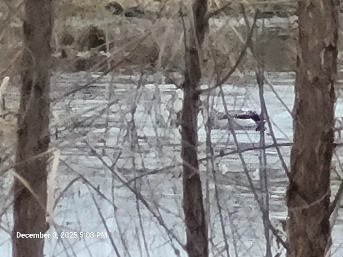 Mallard - ML646417795