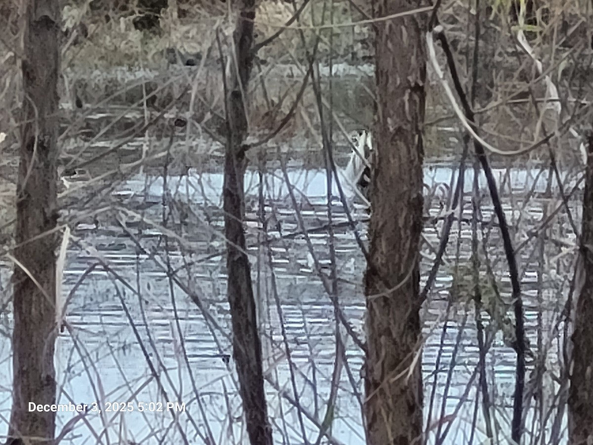 Mallard - ML646417796