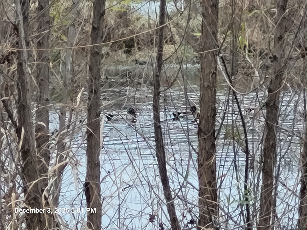 Mallard - ML646417797