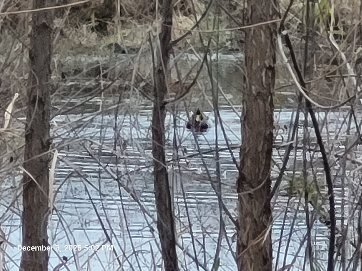 Mallard - ML646417798