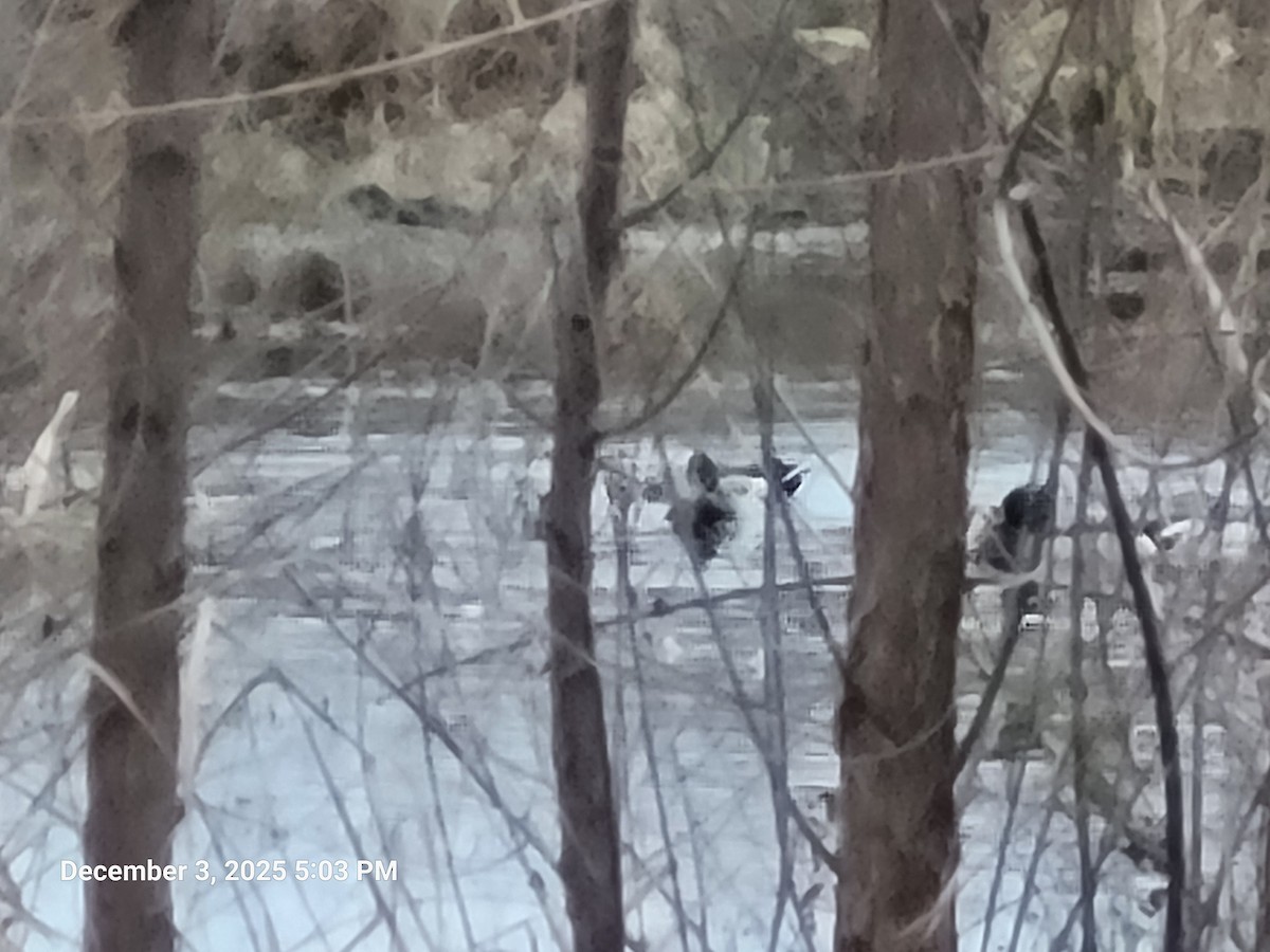 Mallard - ML646417799