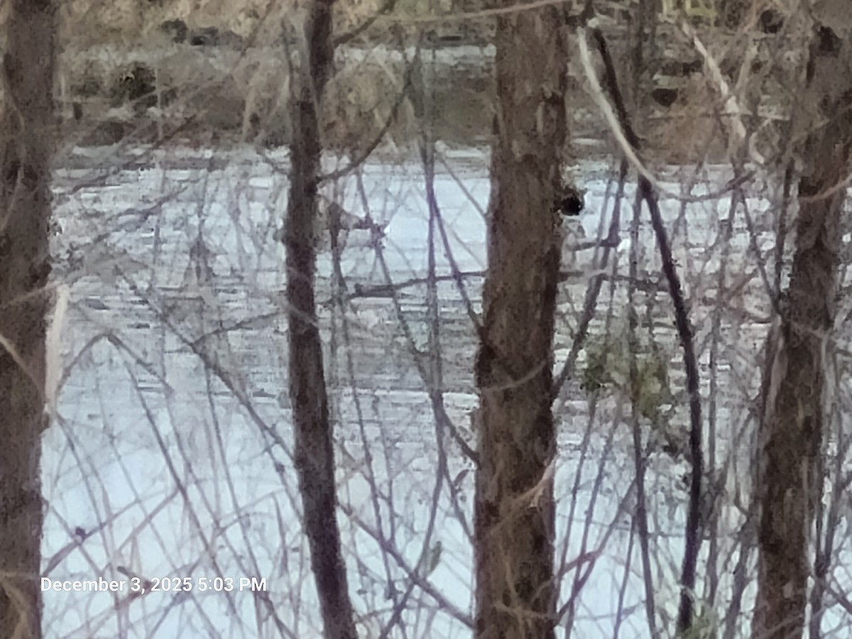 Mallard - ML646417800