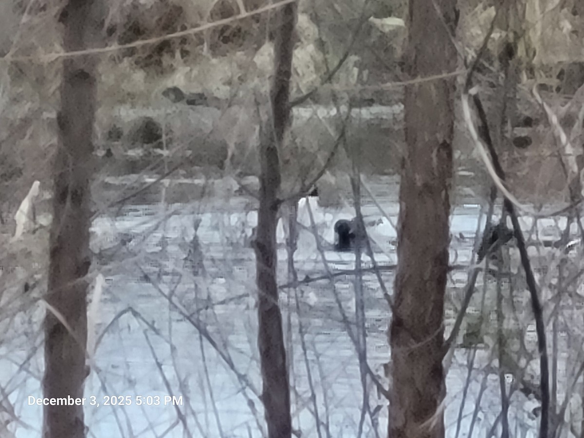 Mallard - ML646417801