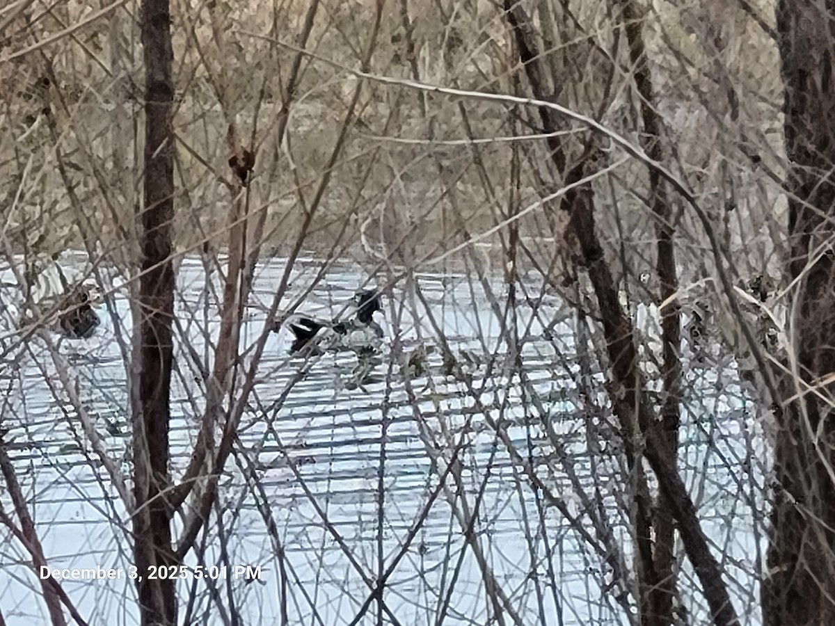 Mallard - ML646417802