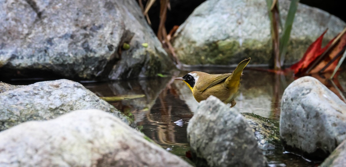 lesňáček žlutohrdlý - ML646417803