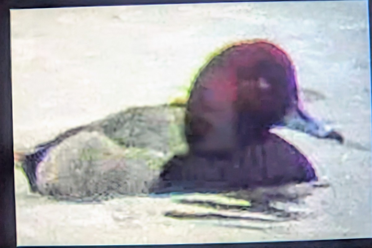 Redhead - ML646417805