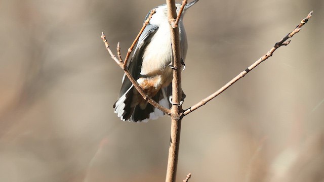 White-breasted Nuthatch - ML646417808