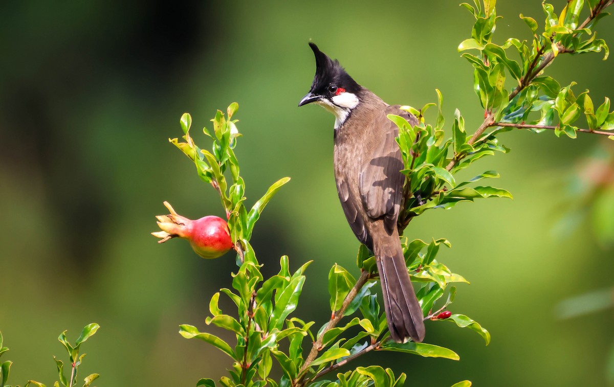 紅耳鵯 - ML646417809