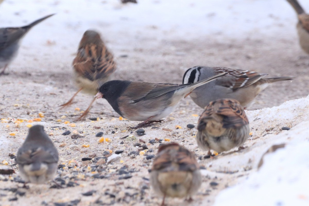 Dark-eyed Junco (cismontanus) - ML646417811