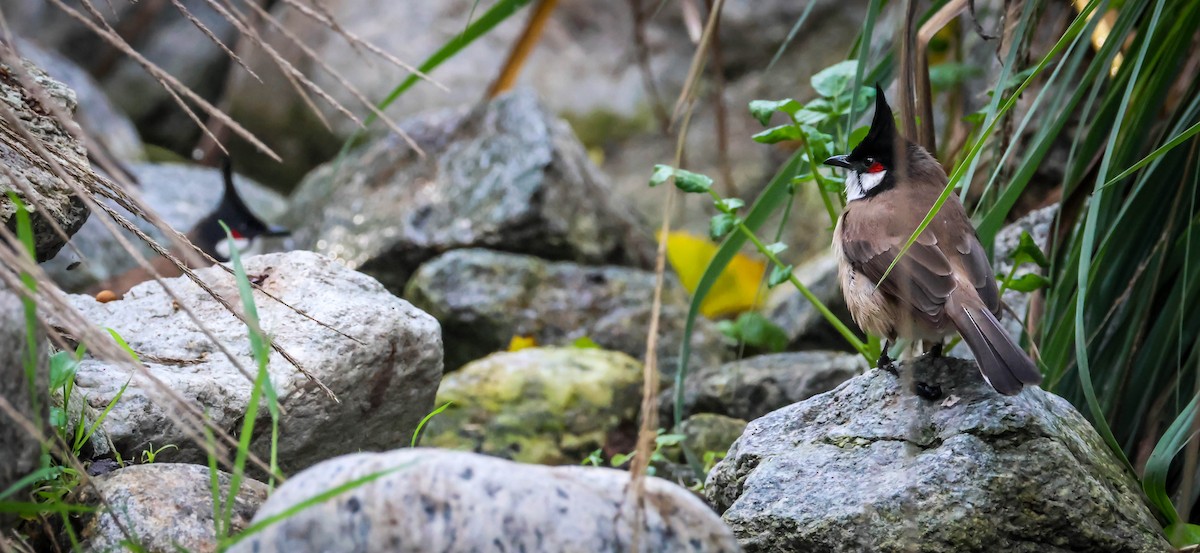 紅耳鵯 - ML646417813