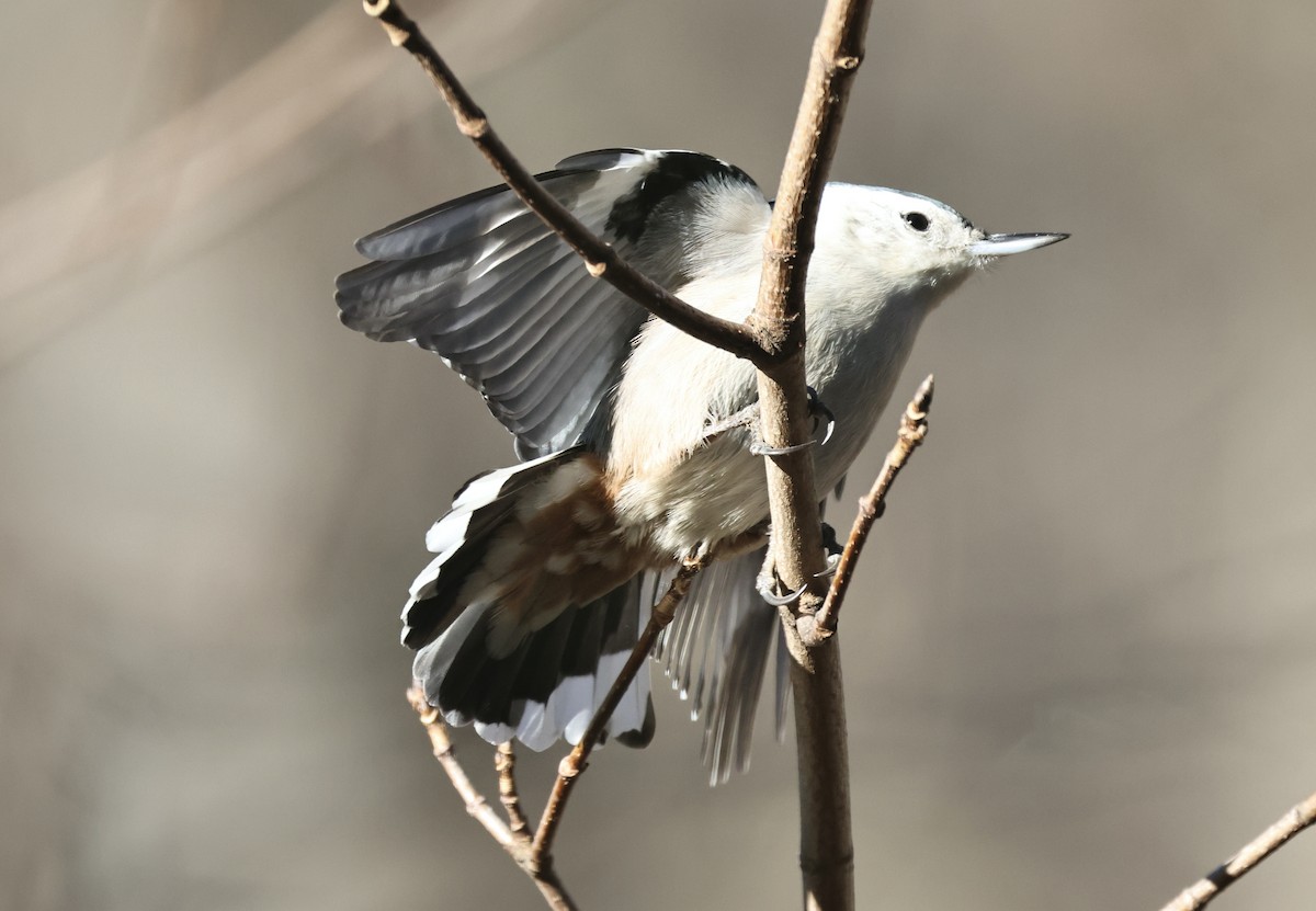 White-breasted Nuthatch - ML646417814