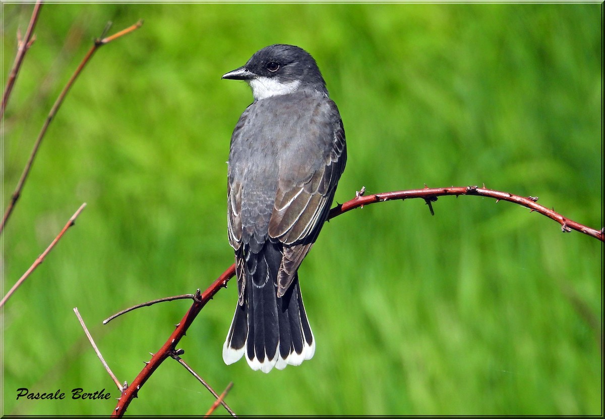 Tyran tritri - ML646417815