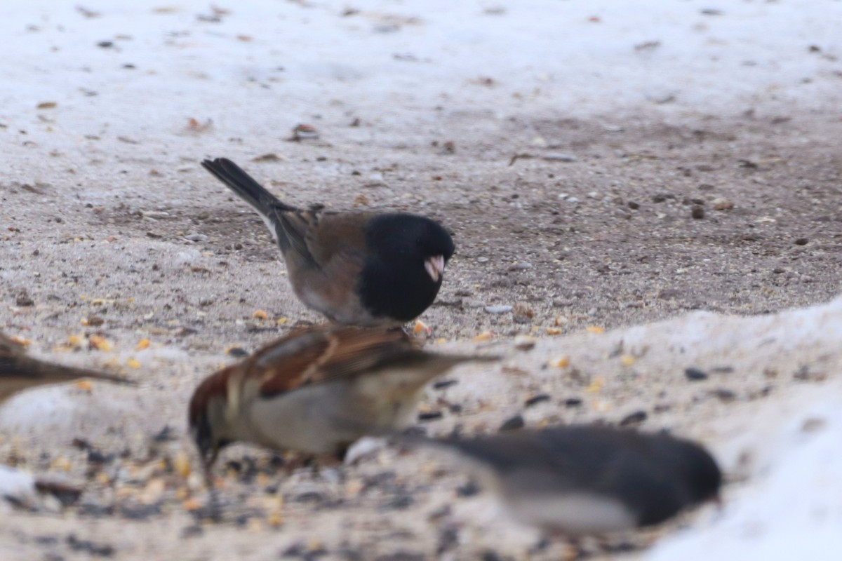 Dark-eyed Junco (cismontanus) - ML646417816