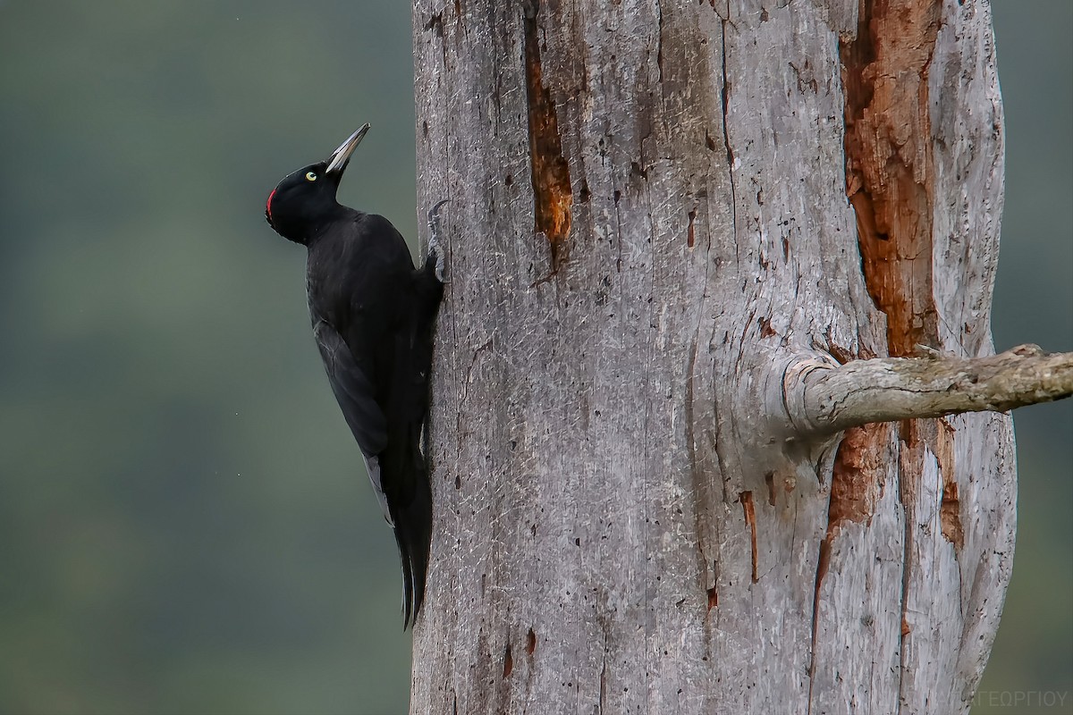 Black Woodpecker - ML646417822