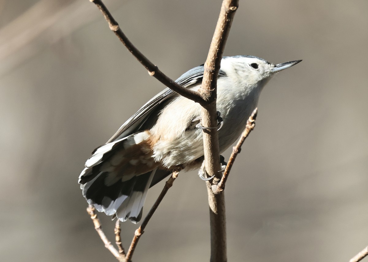 White-breasted Nuthatch - ML646417823