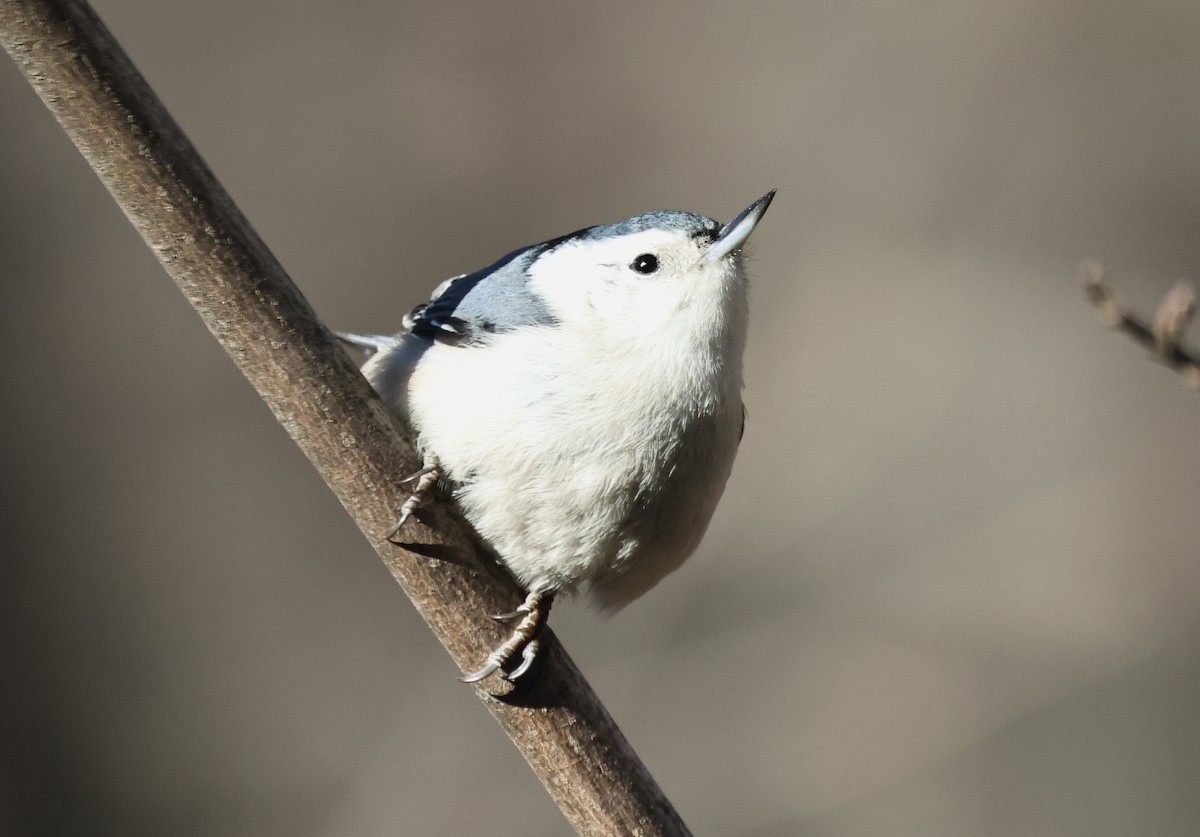 White-breasted Nuthatch - ML646417825