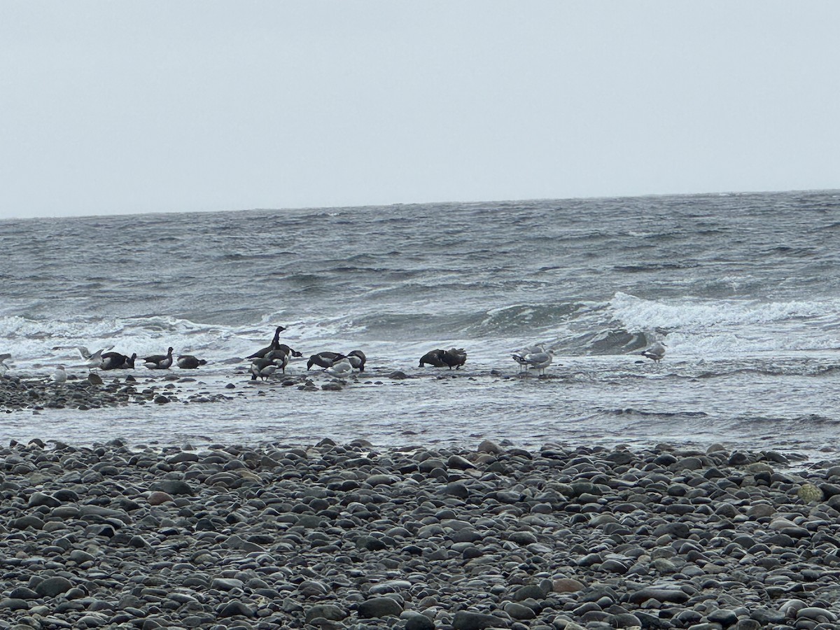 Чёрная казарка - ML646417828