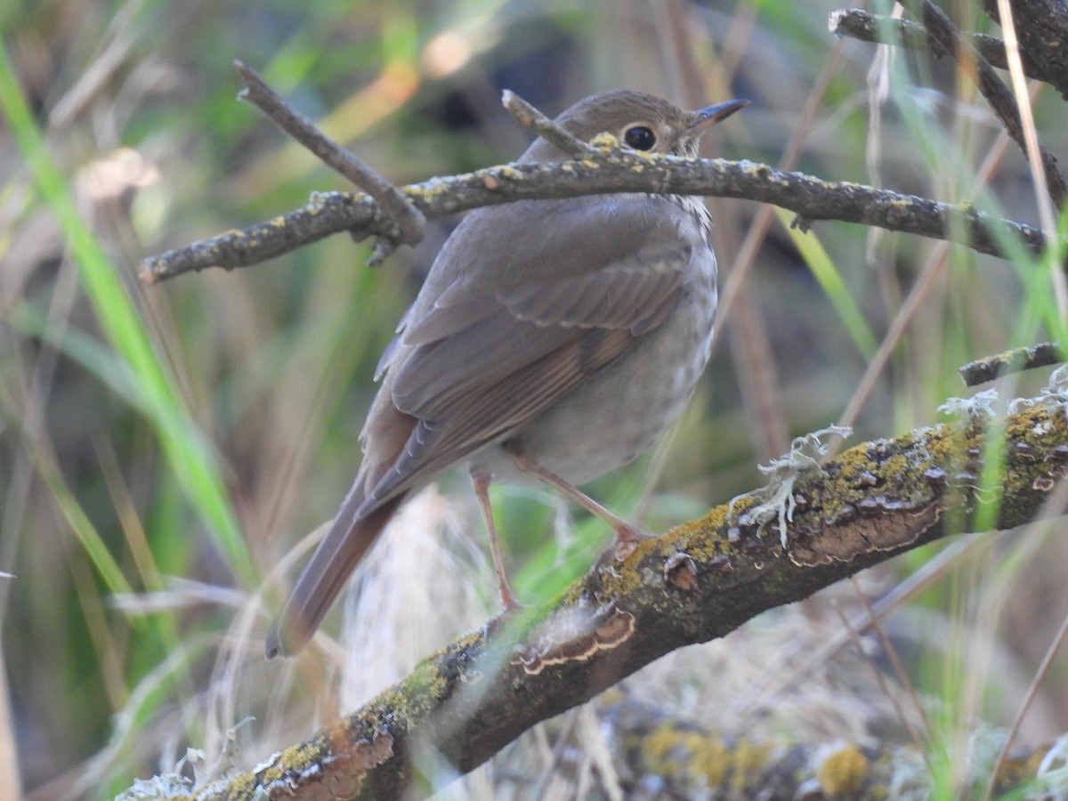 Hermit Thrush - ML646417831