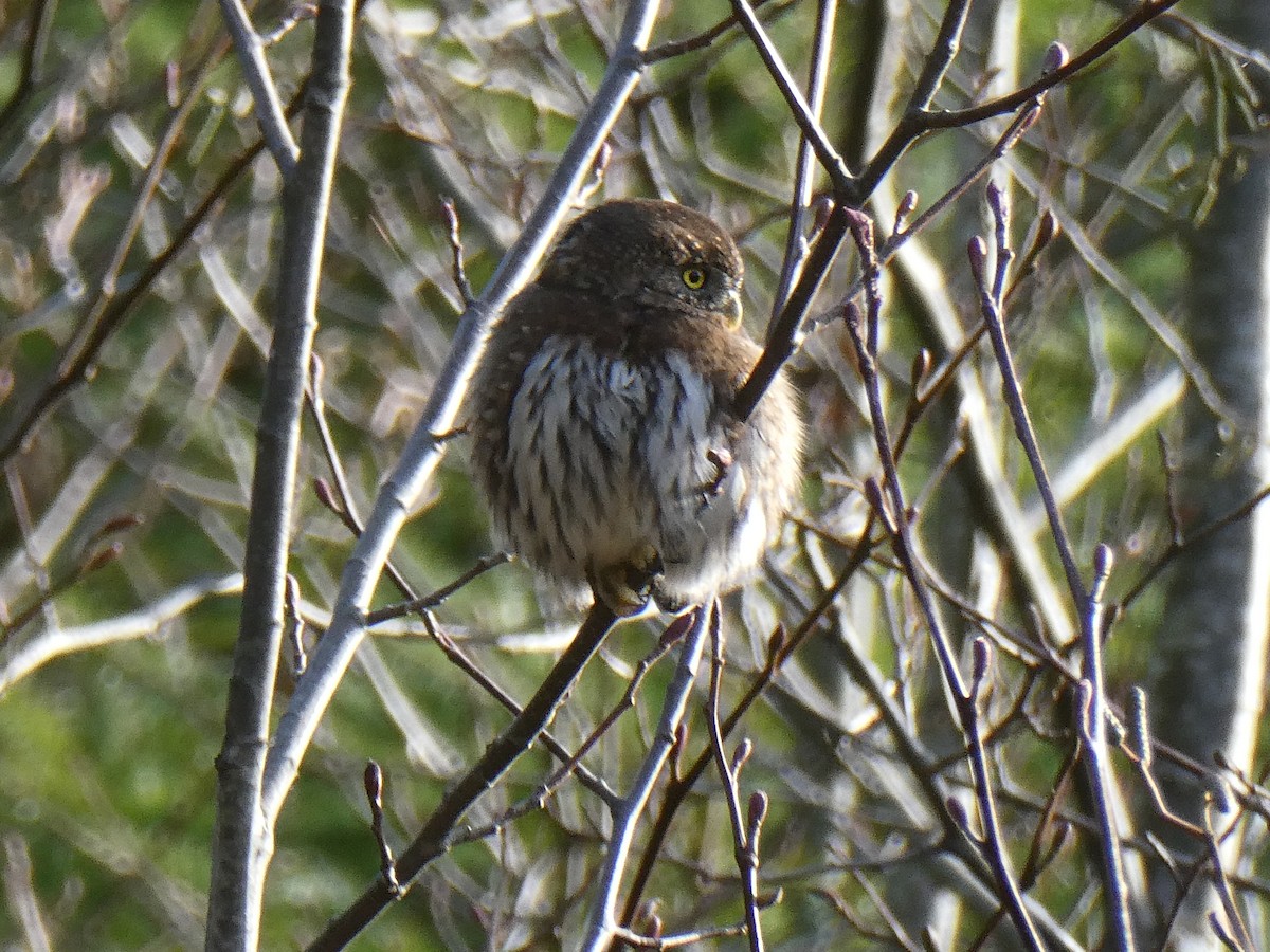 Northern Pygmy-Owl - ML646417833