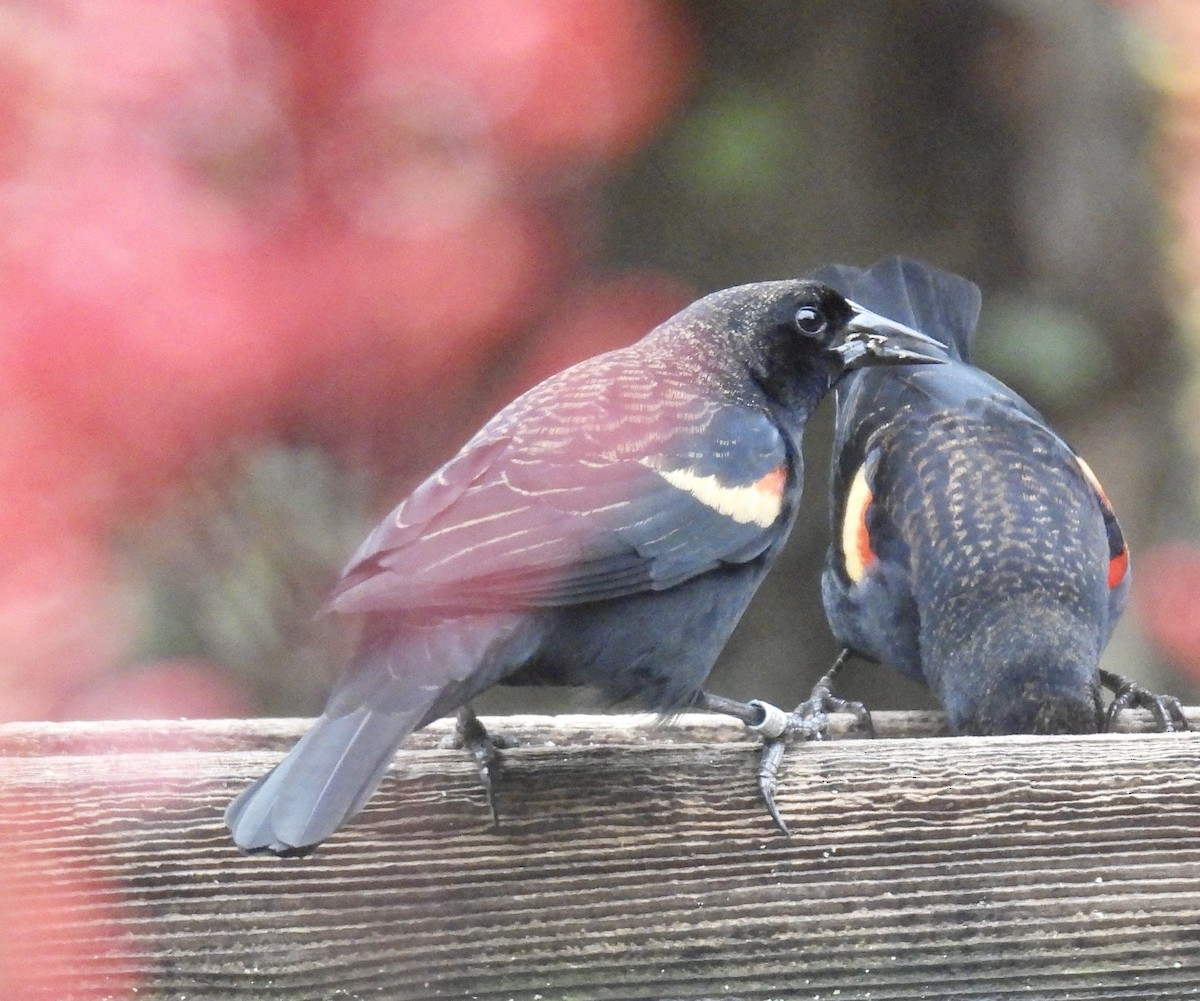 Red-winged Blackbird - ML646417834